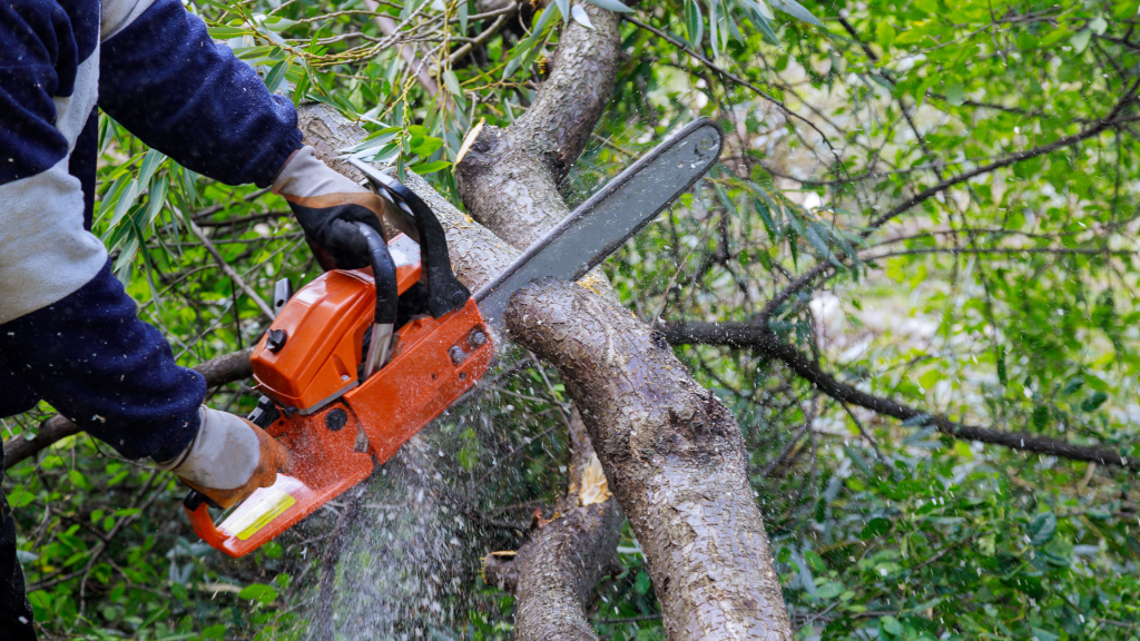 Tree Surgery